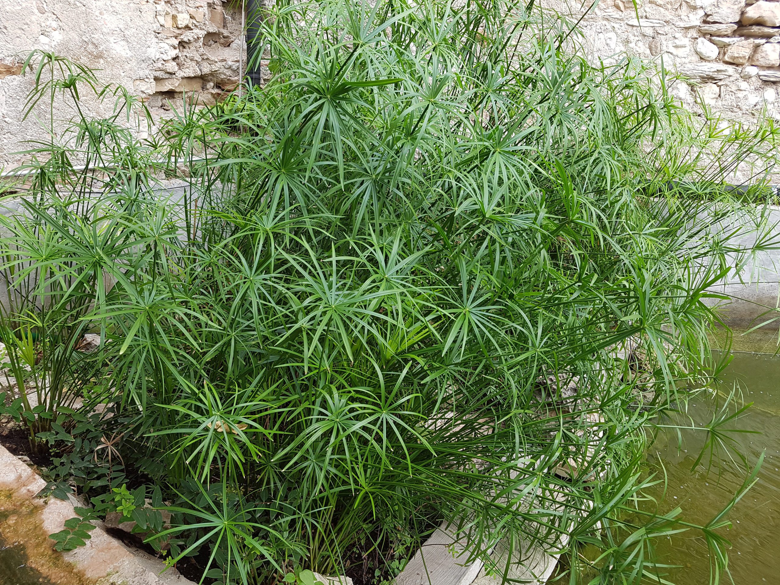Cyperus Alternifolius