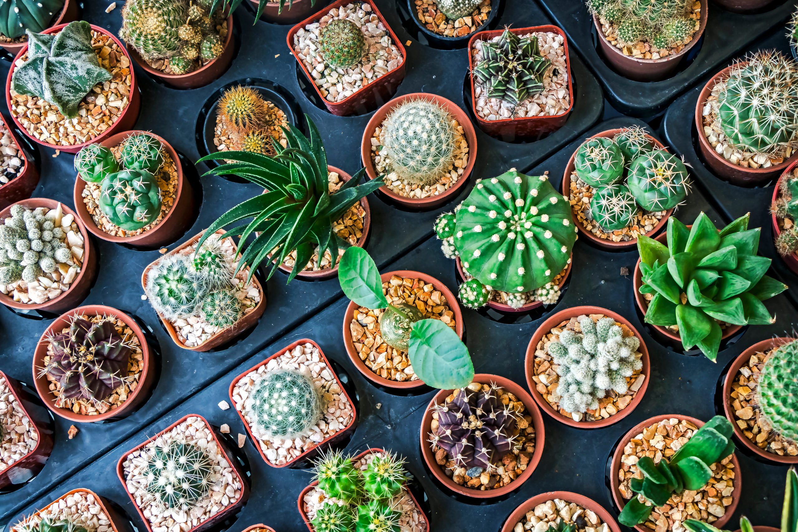 8 soorten cactussen