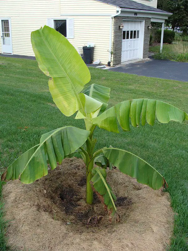 bananenplant winterhard overwinteren