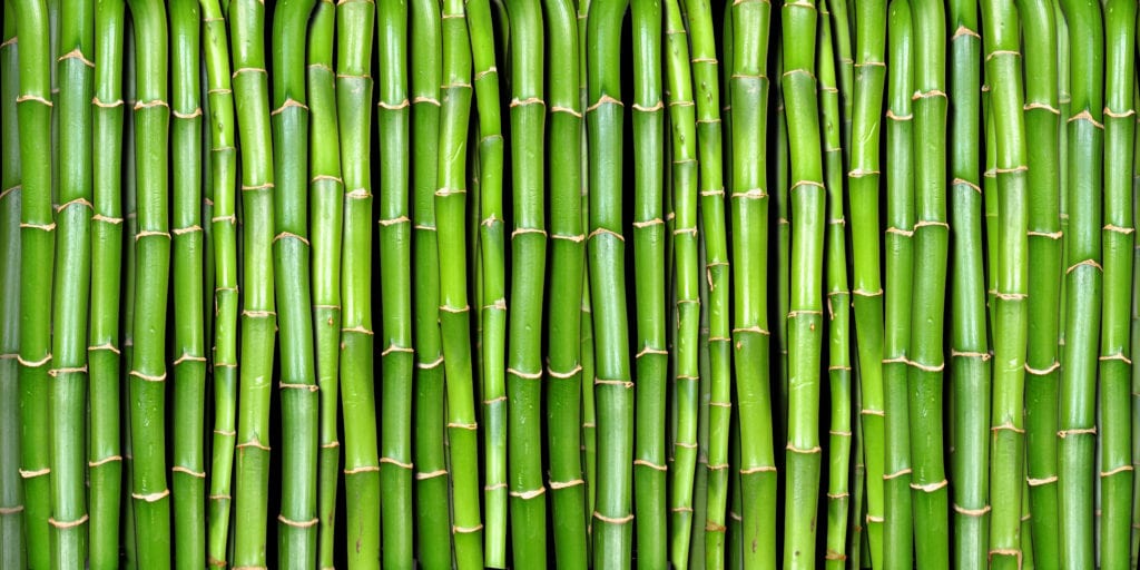 bijlage Wat mensen betreft Misschien Hoe Bamboe Snoeien? Verschillende Methodes - Fleur & Flower