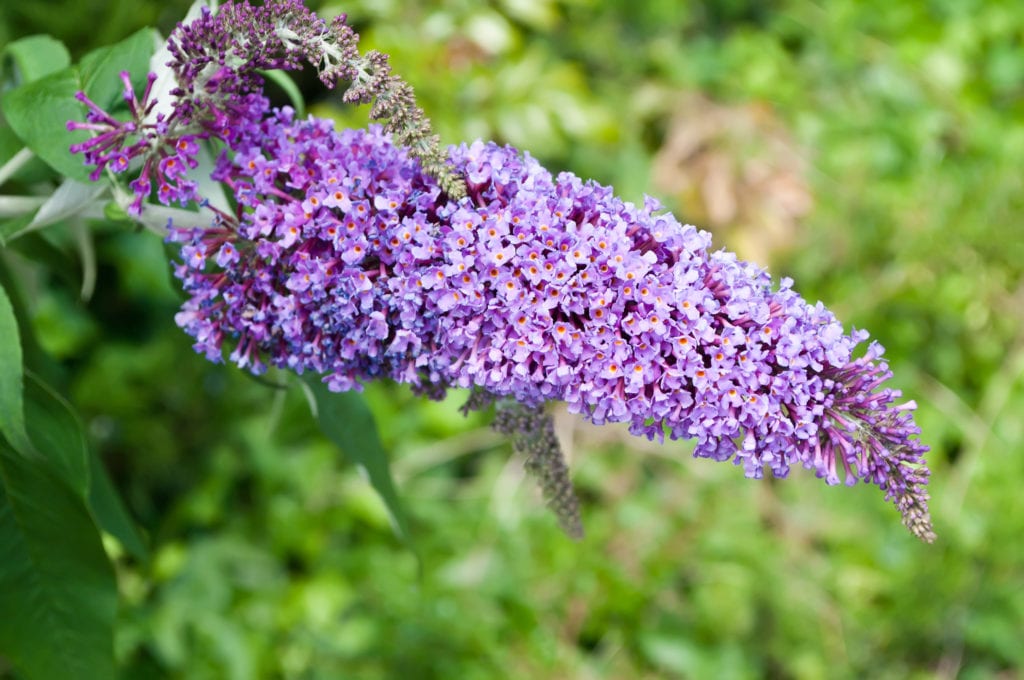 lavendel budleja, planten met paarse bloem