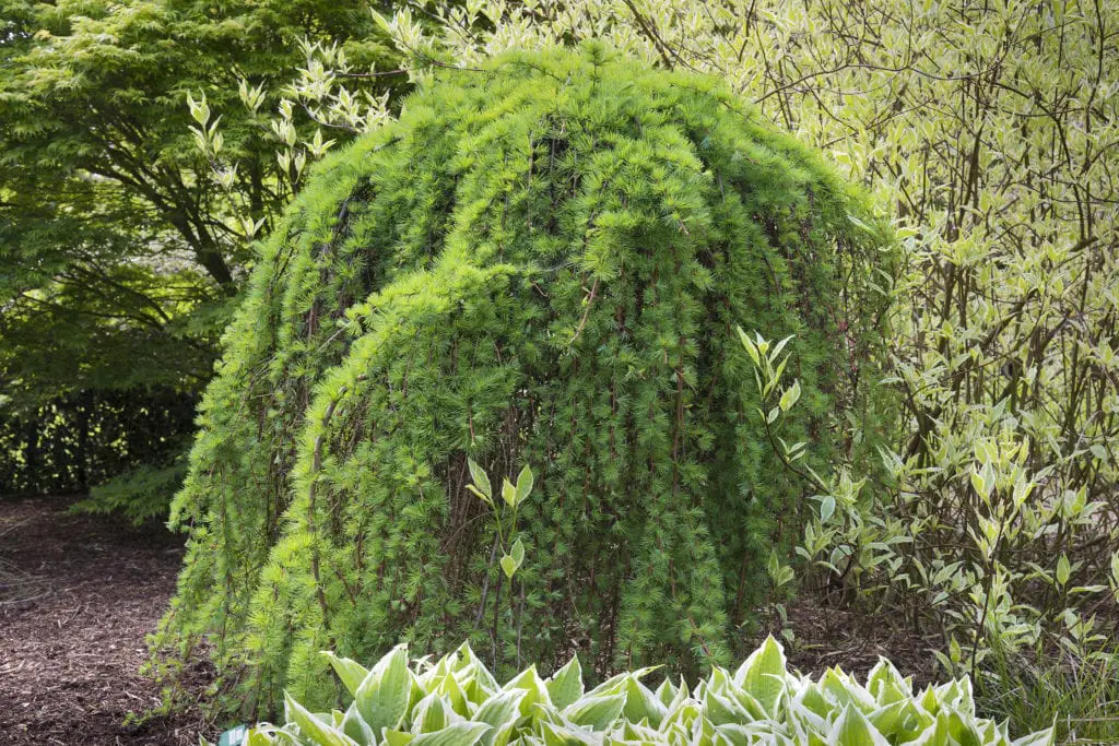 8 Bomen Op Stam Voor Een Kleine Tuin Fleur &amp; Flower