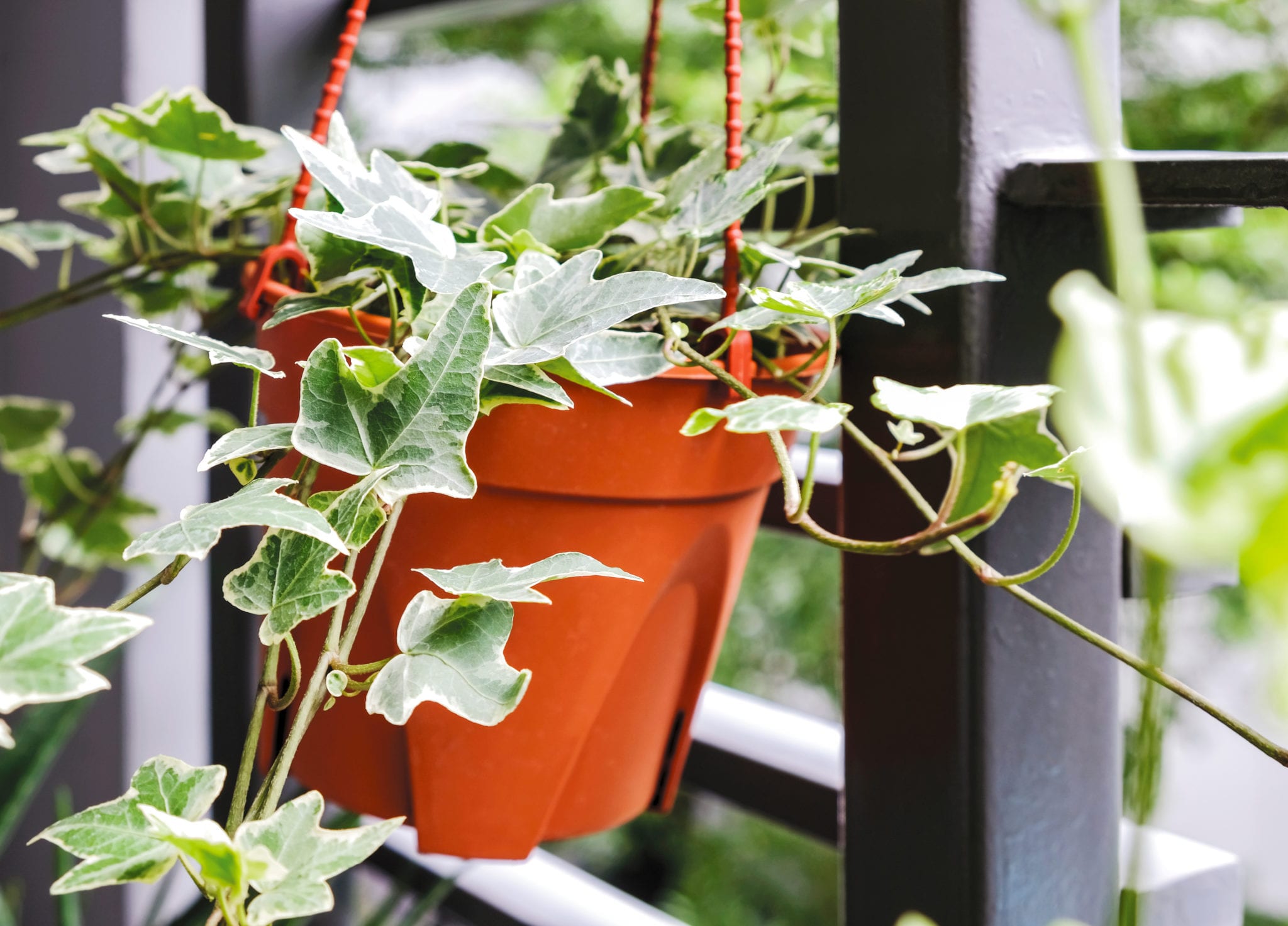 18 Sterke Hangplanten Voor Binnen