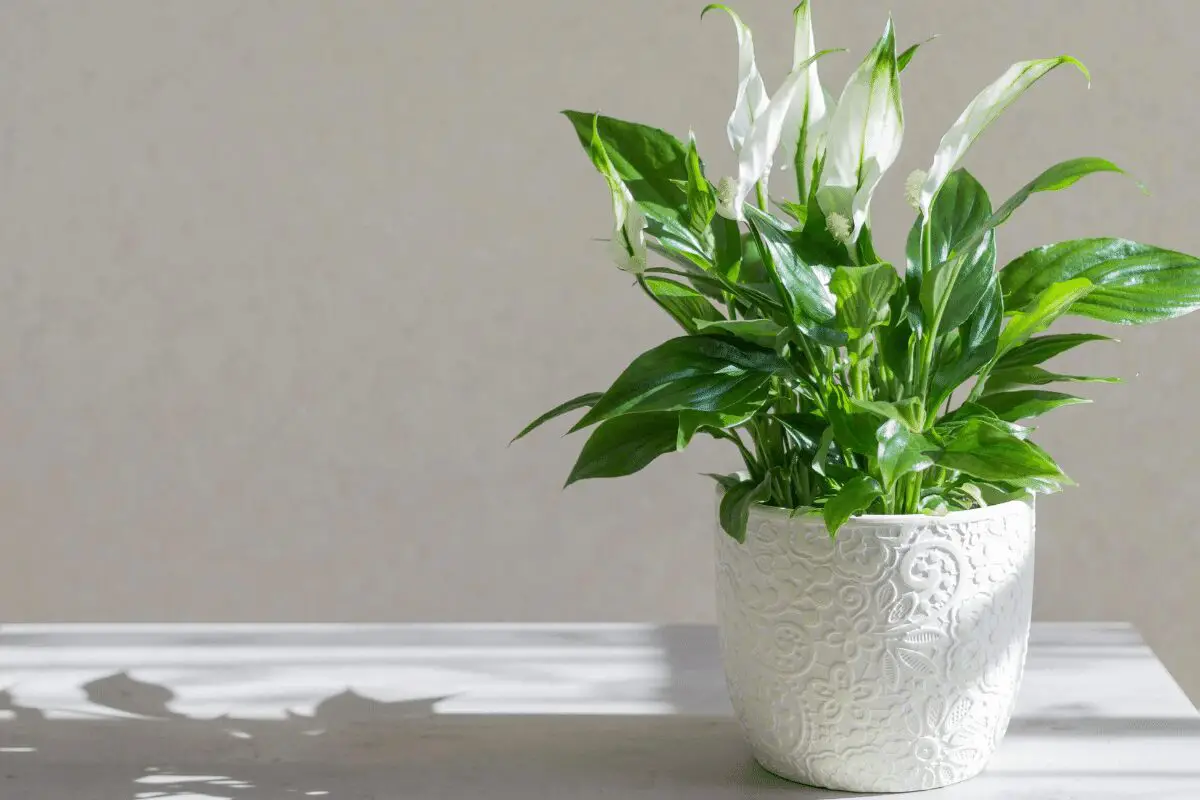 Panter Bedelen spontaan 10 Kamerplanten Met Witte Bloemen - Fleur & Flower