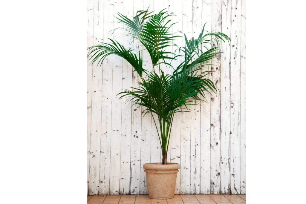 kentia palm Grote Kamerplanten Voor In De Schaduw
