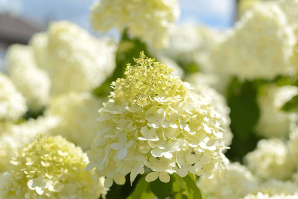 Hydrangea Paniculata “Limelight” soorten hortensia
