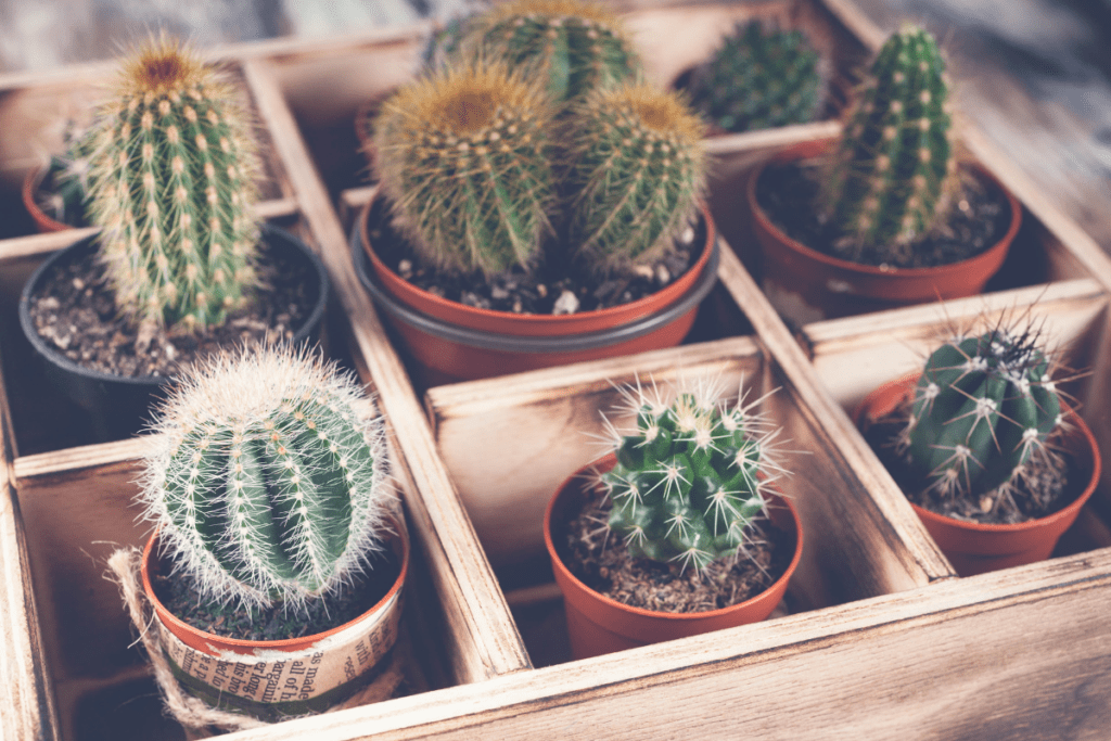 cactussen moderne kamerplanten