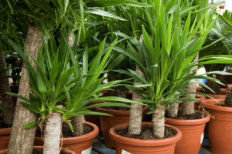 5 Soorten Yucca Voor In De Huiskamer Of Tuin (Palmlelie) Fleur &amp; Flower