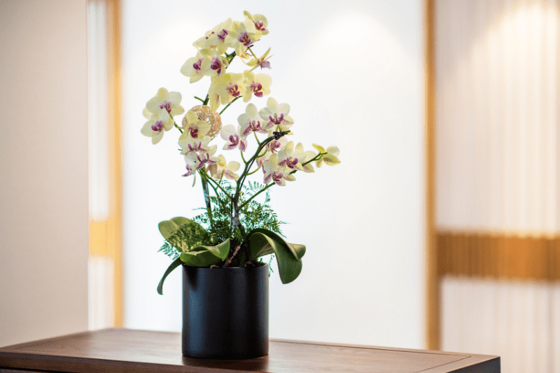 soorten orchidee