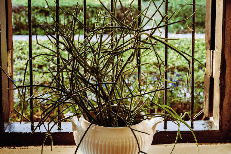 Euphorbia Tirucalli binzondere kamerplanten