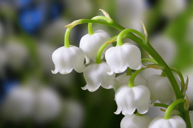 kamerplanten met witte bloemen