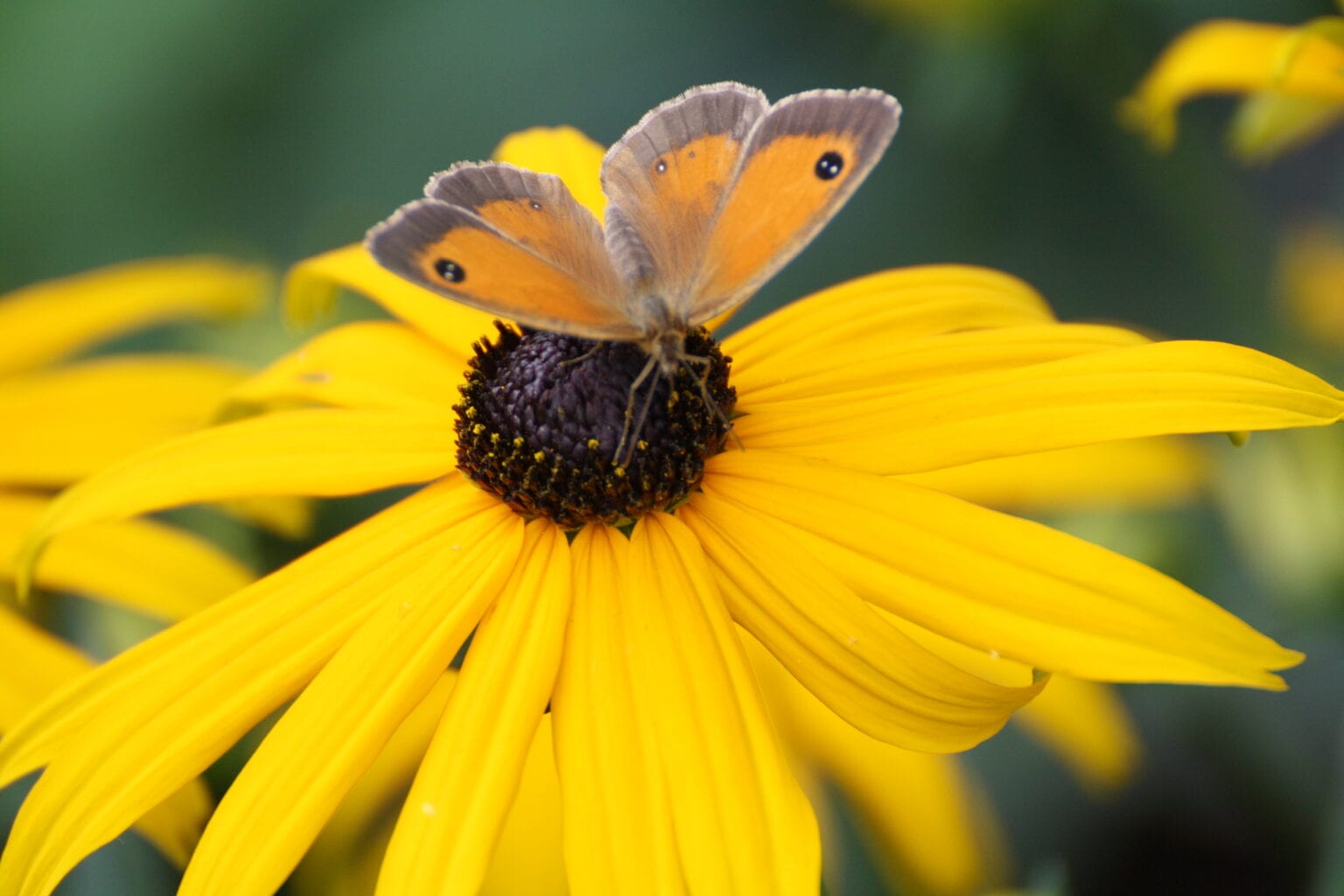 Bloemen In De Tuin 40 Fleurige Soorten! Fleur &amp; Flower