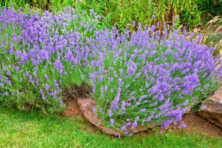 vaste bloeiende planten winterhard Lavendel
