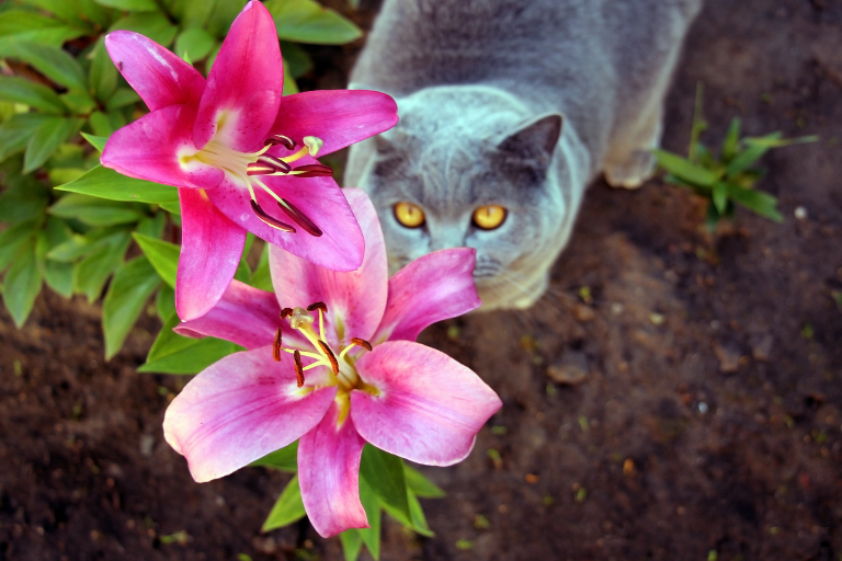 giftige bloemen voor katten, lelie
