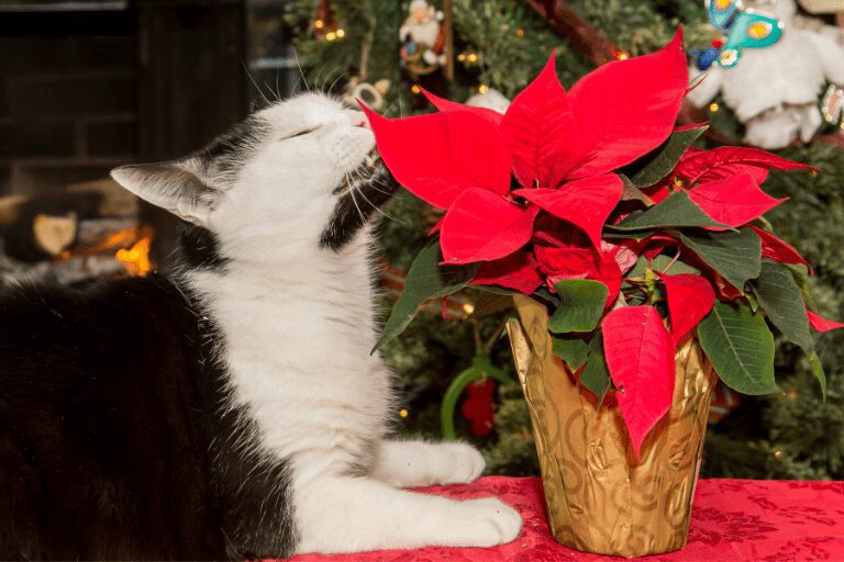 giftige bloemen voor katten, kerstster