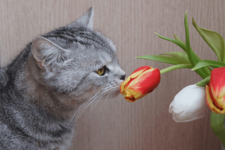 tulpen giftig voor katten