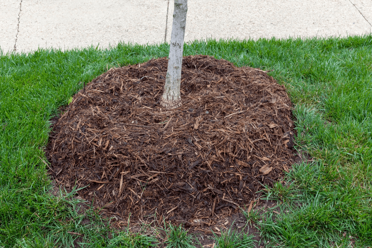 perenboom verplanten afdekken met mulch