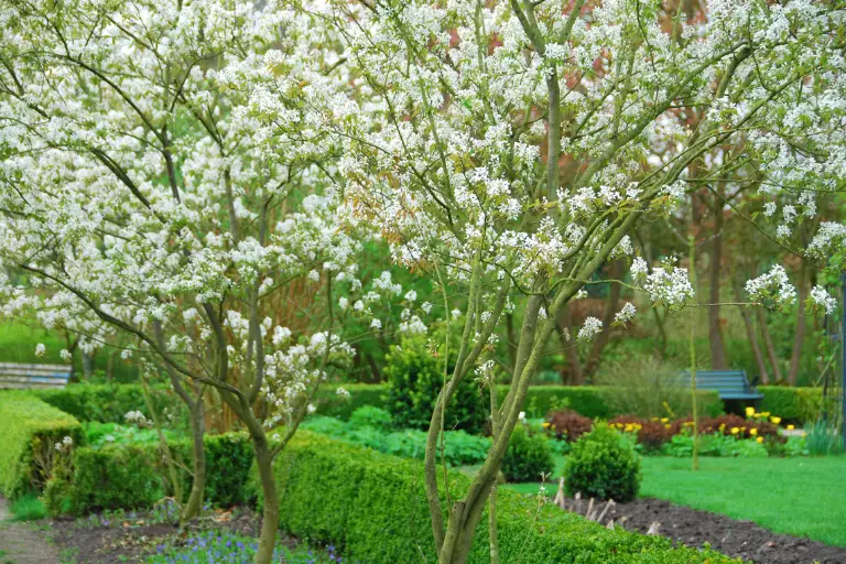 vaste bloeiende planten winterhard krentenboom