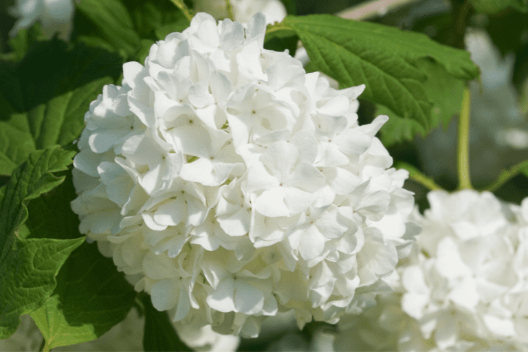 viburnum struik met witte bloemen