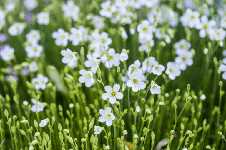 winterharde planten met witte bloemen