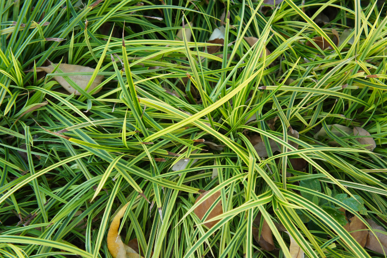 Carex morrowii 'Variegata'
