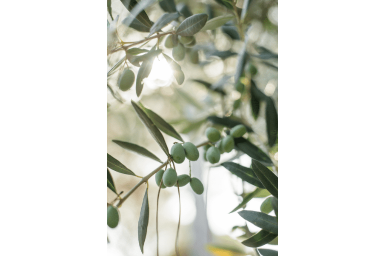 olijfboom winterhard