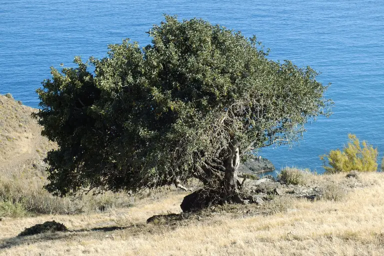 olijfboom winterhard