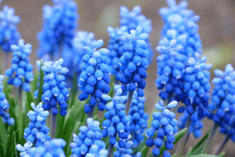 blauwe vaste planten winterhard
