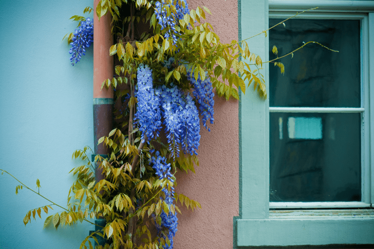 blauwe vaste planten winterhard