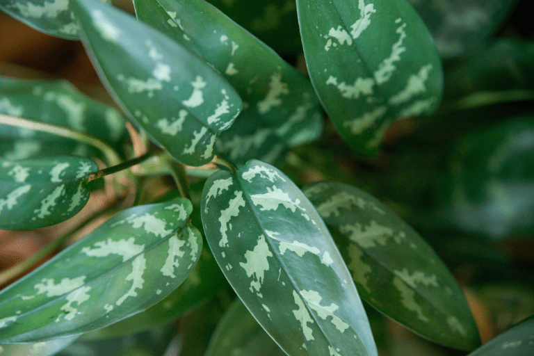 dieffenbachia soorten