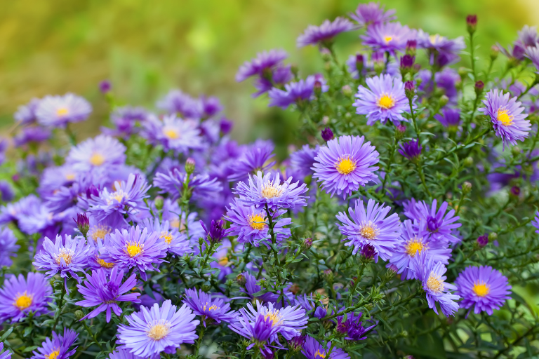 aster, planten met paarse bloem