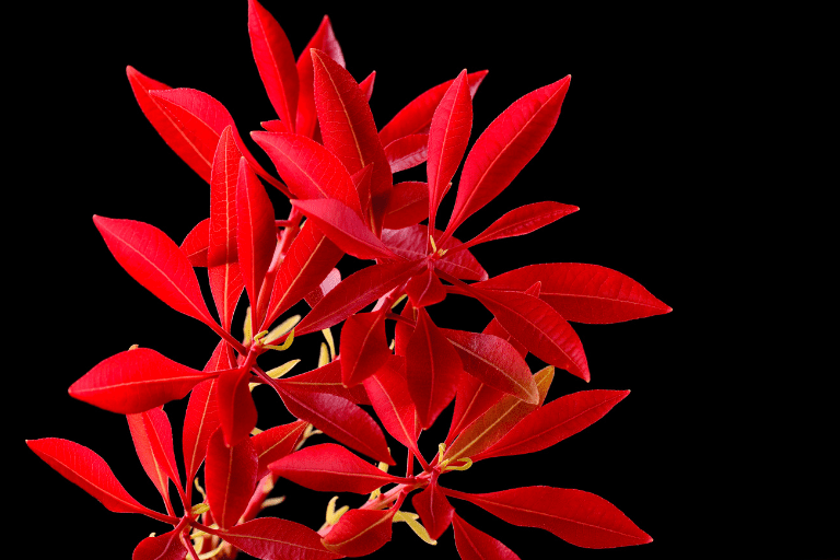 Planten met rood blad