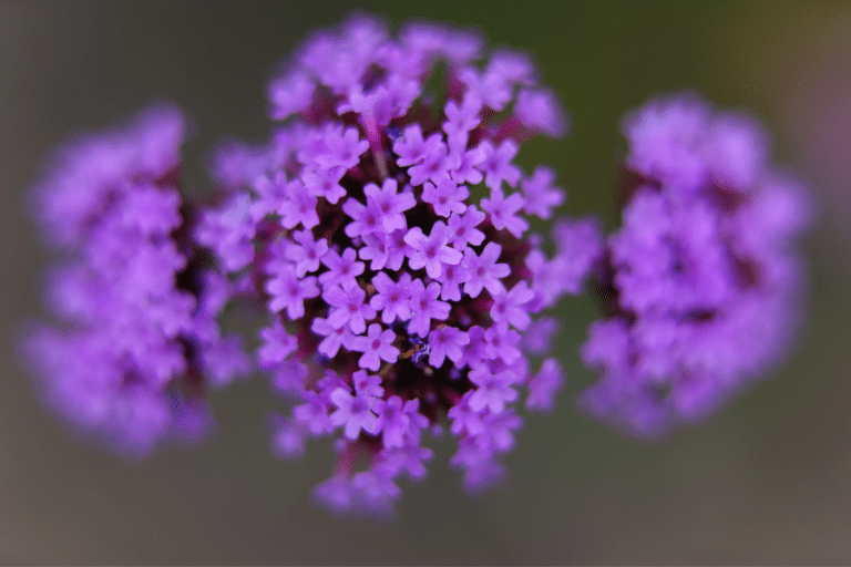 Verbena, Planten met paarse bloemen